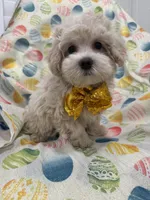 Biscuit , a male Maltipoo for sale in Merritt Island, FL – Photo 10 of 10