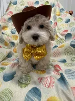 Biscuit , a male Maltipoo for sale in Merritt Island, FL – Photo 2 of 10