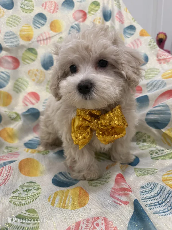 Biscuit  – Maltipoo puppy on hold in Merritt Island, FL