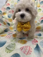 Biscuit , a male Maltipoo for sale in Merritt Island, FL – Photo 6 of 10