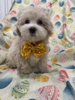 Biscuit , a male Maltipoo for sale in Merritt Island, FL – Photo 5 of 10