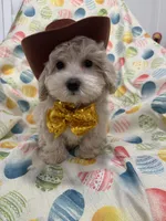 Biscuit , a male Maltipoo for sale in Merritt Island, FL – Photo 8 of 10