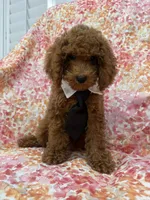 Riley , a male Poodle - Miniature  for sale in Merritt Island, FL – 3 of 10