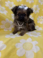Lilly , a female Yorkipoo for sale in Merritt Island, FL – 3 of 9