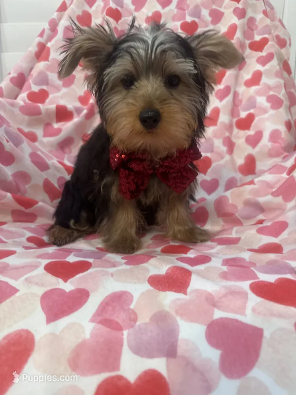 Cooper  – Yorkshire Terrier puppy for sale in Merritt Island, FL