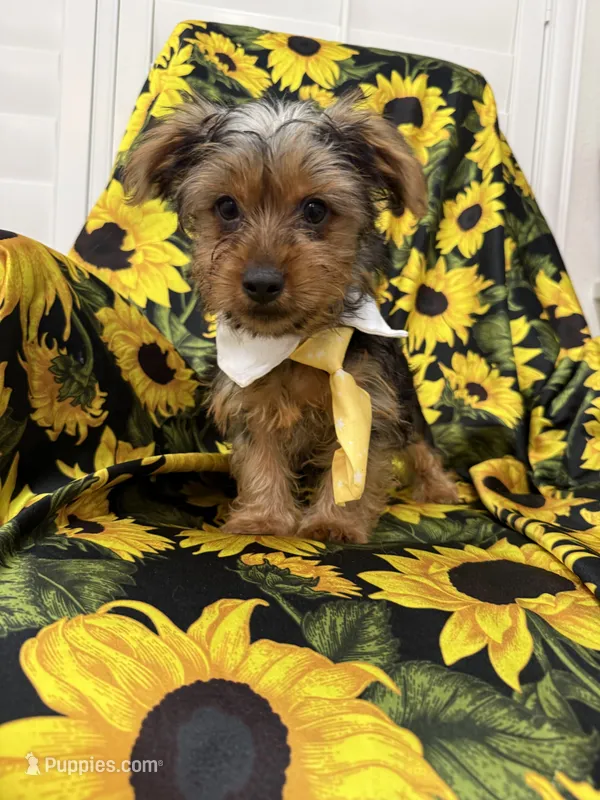 Scrappy  – Yorkshire Terrier puppy for sale in Merritt Island, FL