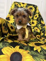 Scrappy , a male Yorkshire Terrier for sale in Merritt Island, FL – 3 of 7