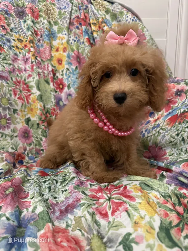 Scarlett  – Poodle - Miniature  puppy for sale in Merritt Island, FL