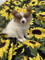 Paige , a female Pomeranian for sale in Merritt Island, FL – 3 of 10