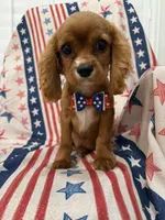 Rhett, a male Cavalier King Charles Spaniel for sale in Merritt Island, FL – 7 of 9