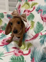 Peebles , a female Miniature Dachshund for sale in Merritt Island, FL – 8 of 10
