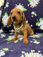 Izzy , a female Miniature Dachshund for sale in Merritt Island, FL – 2 of 9