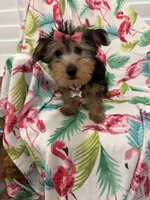 Ashley , a female Yorkshire Terrier for sale in Merritt Island, FL – 4 of 10