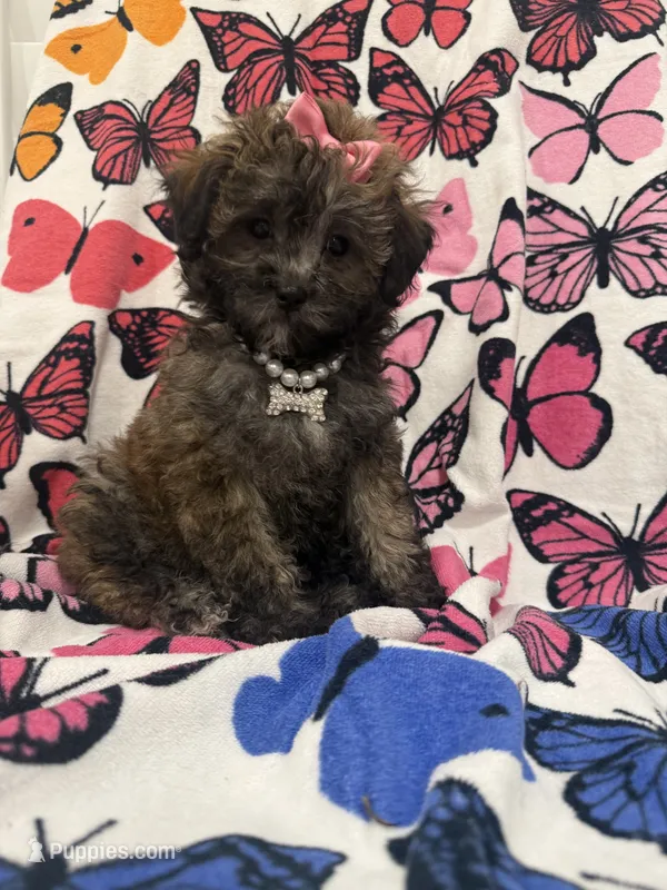Bella  – Shihpoo puppy for sale in Merritt Island, FL