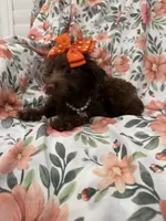 Madison , a female Yorkipoo for sale in Merritt Island, FL – 3 of 10