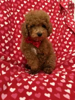 Cooper , a male Poodle - Miniature  for sale in Merritt Island, FL – 9 of 10
