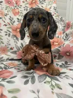 Sprinkles , a male Miniature Dachshund for sale in Merritt Island, FL – 9 of 9