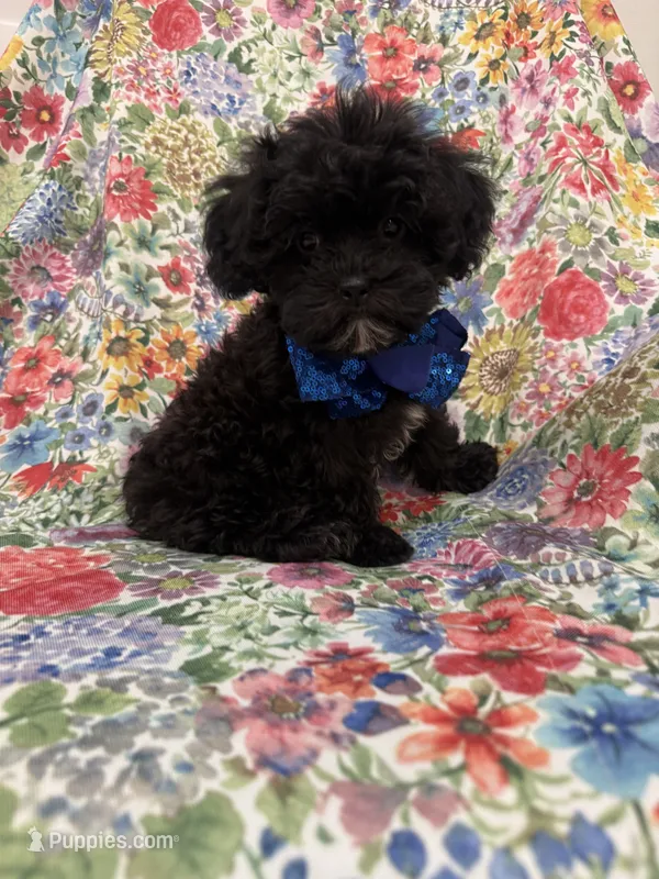Oreo  – Shihpoo puppy for sale in Merritt Island, FL
