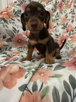 Mocha , a male Miniature Dachshund for sale in Merritt Island, FL – 2 of 9