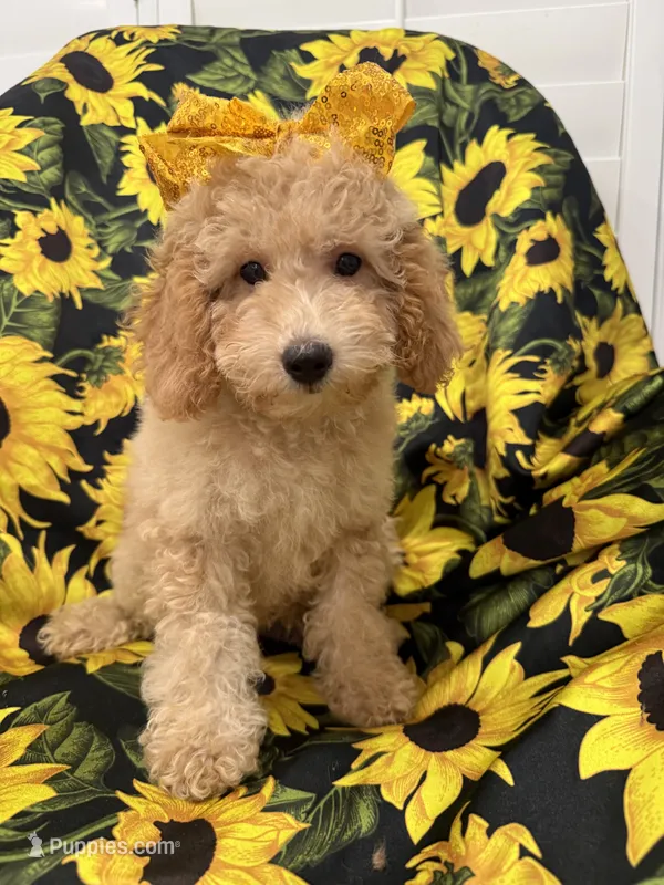 Daisy 🌼  – Poodle - Miniature  puppy for sale in Merritt Island, FL