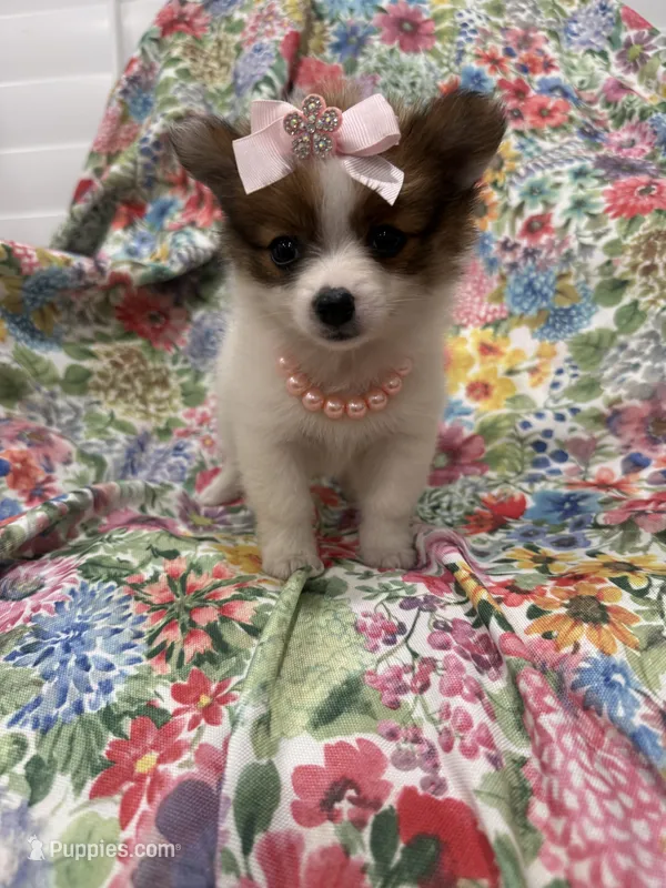 Paisley  – Pomeranian puppy for sale in Merritt Island, FL