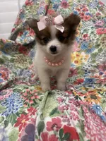 Paisley , a female Pomeranian for sale in Merritt Island, FL – 1 of 10