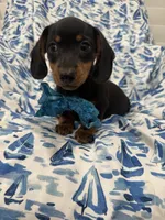Frankie , a male Miniature Dachshund for sale in Merritt Island, FL – 2 of 9
