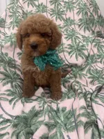 Jagger , a male Poodle - Miniature  and Cavachon for sale in Merritt Island, FL – 5 of 7