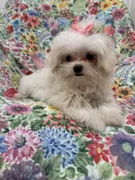 Lilly , a female Mal Shi for sale in Merritt Island, FL – 2 of 9