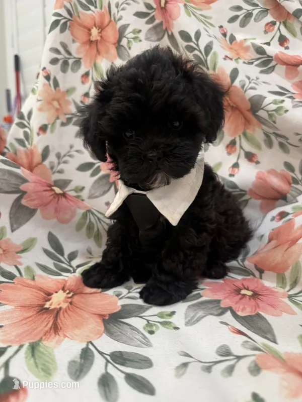 Oreo  – Shihpoo puppy for sale in Merritt Island, FL