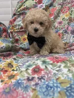 Peaches 🍑 , a male Maltipoo for sale in Merritt Island, FL – 8 of 9
