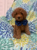 Riley , a male Poodle - Miniature  for sale in Merritt Island, FL – 9 of 10