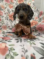 Sprinkles , a male Miniature Dachshund for sale in Merritt Island, FL – 3 of 9