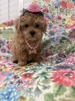 Lilly , a female Maltipoo for sale in Merritt Island, FL – 7 of 10