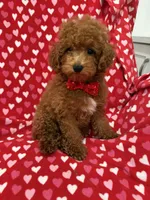 Cooper , a male Poodle - Miniature  for sale in Merritt Island, FL – 6 of 10