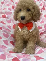 Simba , a male Poodle - Miniature  for sale in Merritt Island, FL – 10 of 10
