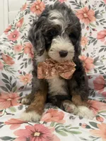 Slater , a male Bernedoodle for sale in Merritt Island, FL – 5 of 10