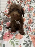 Madison , a female Yorkipoo for sale in Merritt Island, FL – 10 of 10