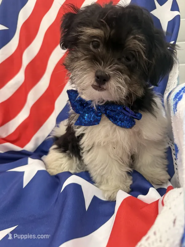 Snickers  – Bichon Frise, Shih Tzu puppy for sale in Merritt Island, FL