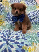 p, a male Pomeranian for sale in Merritt Island, FL – 5 of 9