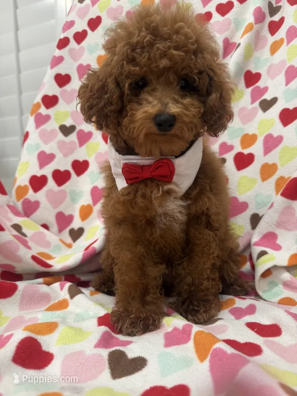 Cooper  – Poodle - Miniature  puppy for sale in Merritt Island, FL
