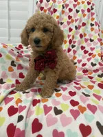Jordan , a male Poodle - Miniature  for sale in Merritt Island, FL – 10 of 10