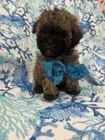 Gizmo , a male Shihpoo for sale in Merritt Island, FL – 6 of 6