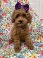 Violet , a female Poodle - Miniature  for sale in Merritt Island, FL – 9 of 10