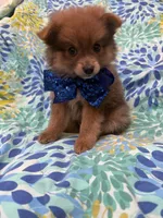 p, a male Pomeranian for sale in Merritt Island, FL – 3 of 9