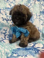 Gizmo , a male Shihpoo for sale in Merritt Island, FL – 2 of 6