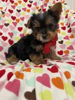 Jax, a male Yorkshire Terrier for sale in Merritt Island, FL – Photo 4 of 7