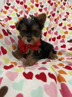 Jax, a male Yorkshire Terrier for sale in Merritt Island, FL – Photo 5 of 7