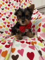 Jax, a male Yorkshire Terrier for sale in Merritt Island, FL – Photo 7 of 7