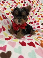 Jax, a male Yorkshire Terrier for sale in Merritt Island, FL – Photo 6 of 7